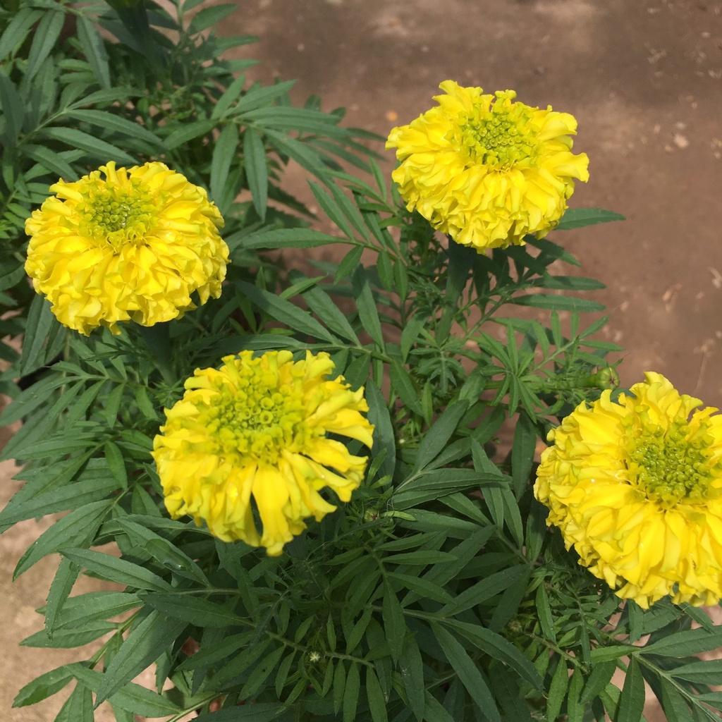 Cây Hoa Cúc Vạn Thọ Vàng,Thơm Dịu Nhẹ,Hoa Bền