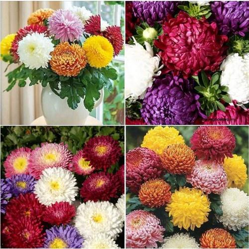 Hạt giống hoa cúc đại đóa nhiều màu- gói 50 hạt