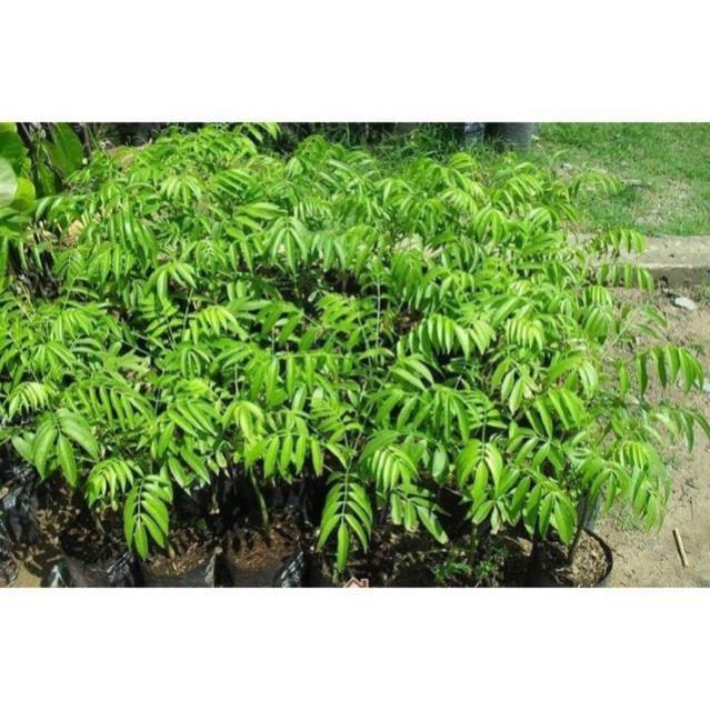 Sản phẩm CÂY CÓC THÁI