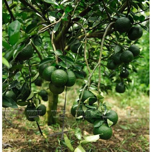 CÂY GIỐNG CAM SÀNH MIỀN NAM SIÊU NGON SIÊU QUẢ- CAM KÊT GIỐNG CHUẨN F1 - CGCSMNSQ