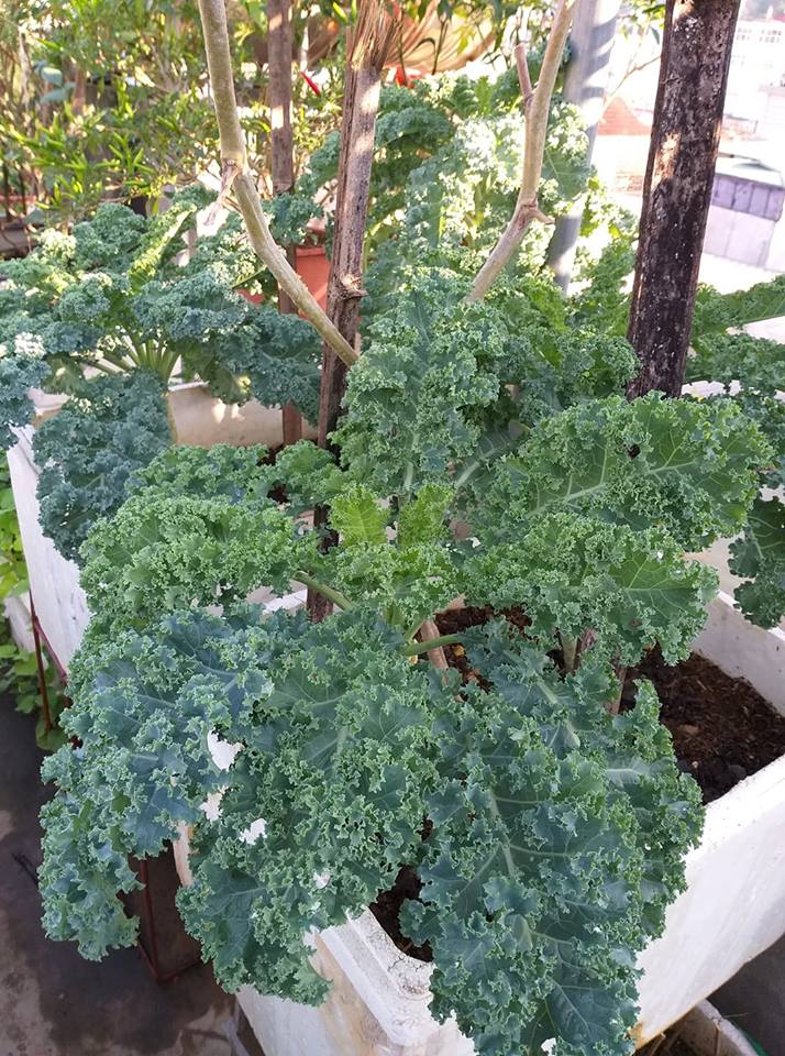 02 Gói Hạt Giống Cải Kale - Nảy Mầm Cực Chuẩn