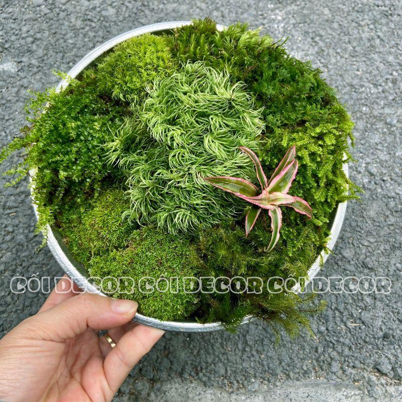 Các loại Rêu xanh trắc bá, rêu xạ hương, rêu cỏ, wepping, đầu trắng, cỏ mây setup bể bán cạn, bể terrarium, tiểu cảnh
