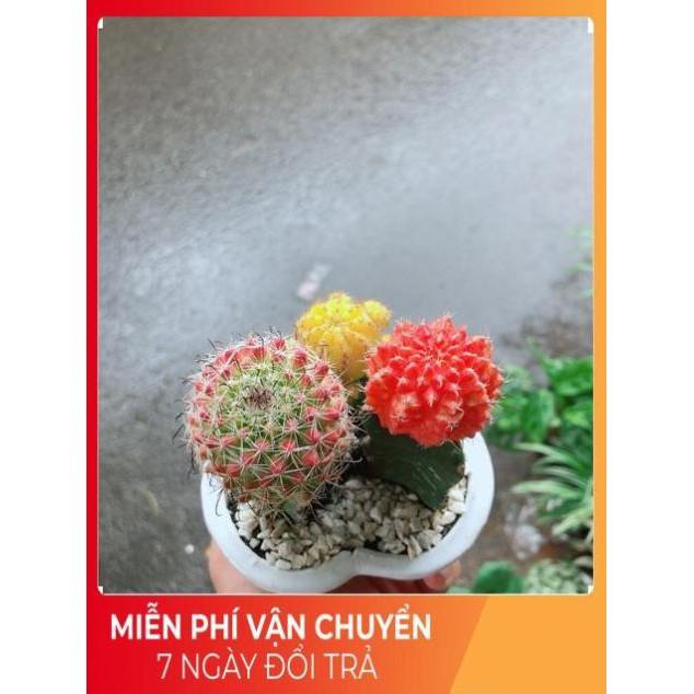 Chậu Xương Rồng Trái Tim