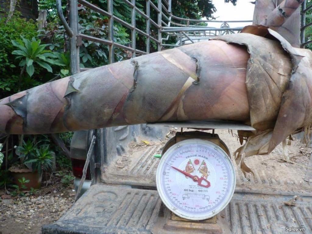 Cây giống tre Thái Lan khổng lồ cây đẹp chuẩn giống