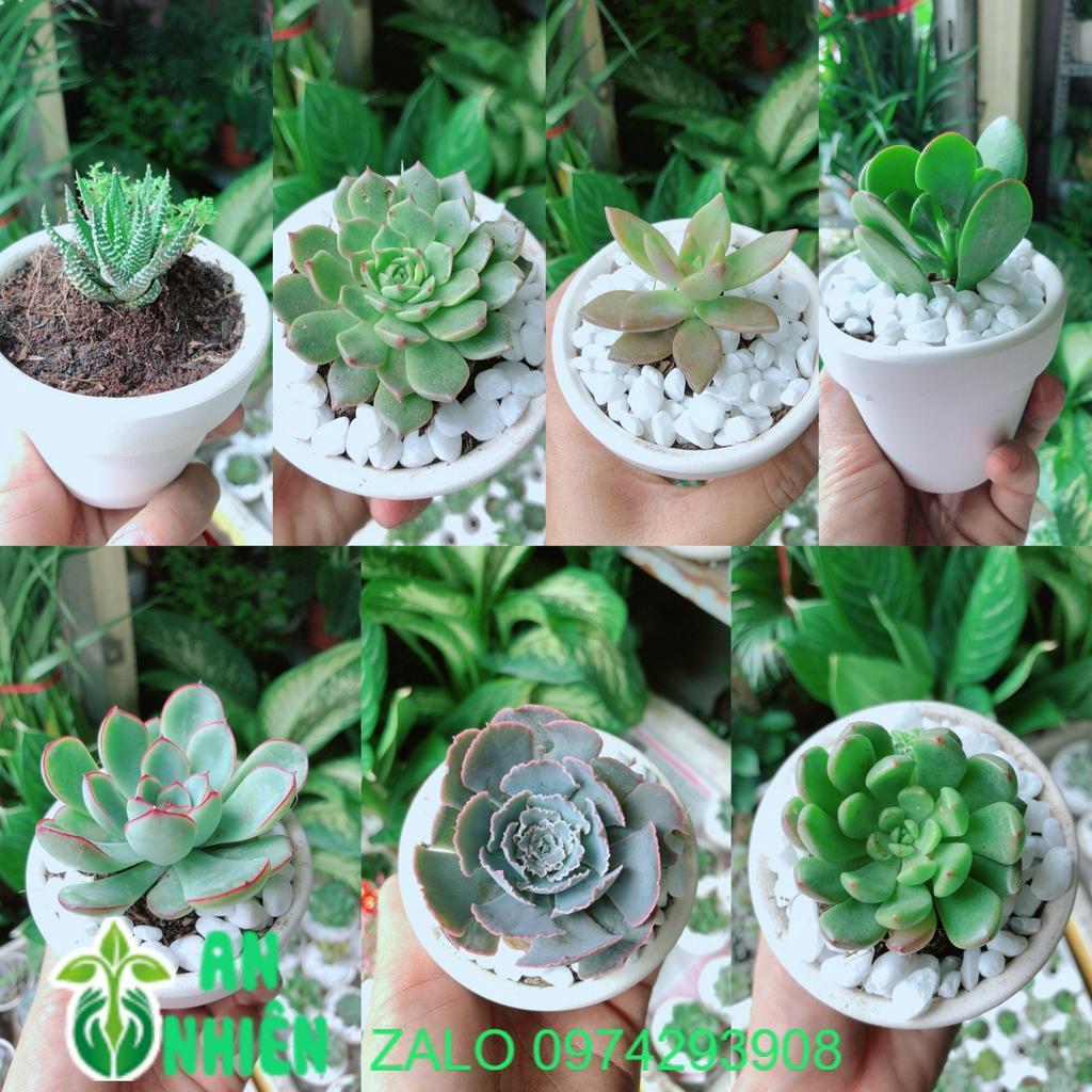 Combo 6 Chậu Sen Đá Mẫu Ngẫu Nhiên Không Trùng