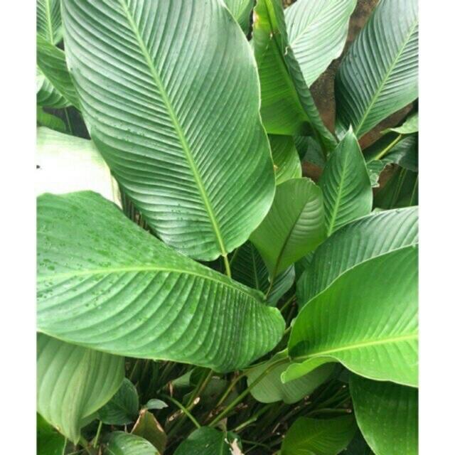 10 Cây Giống Dong Riềng Làm Cảnh 60cm 981SP