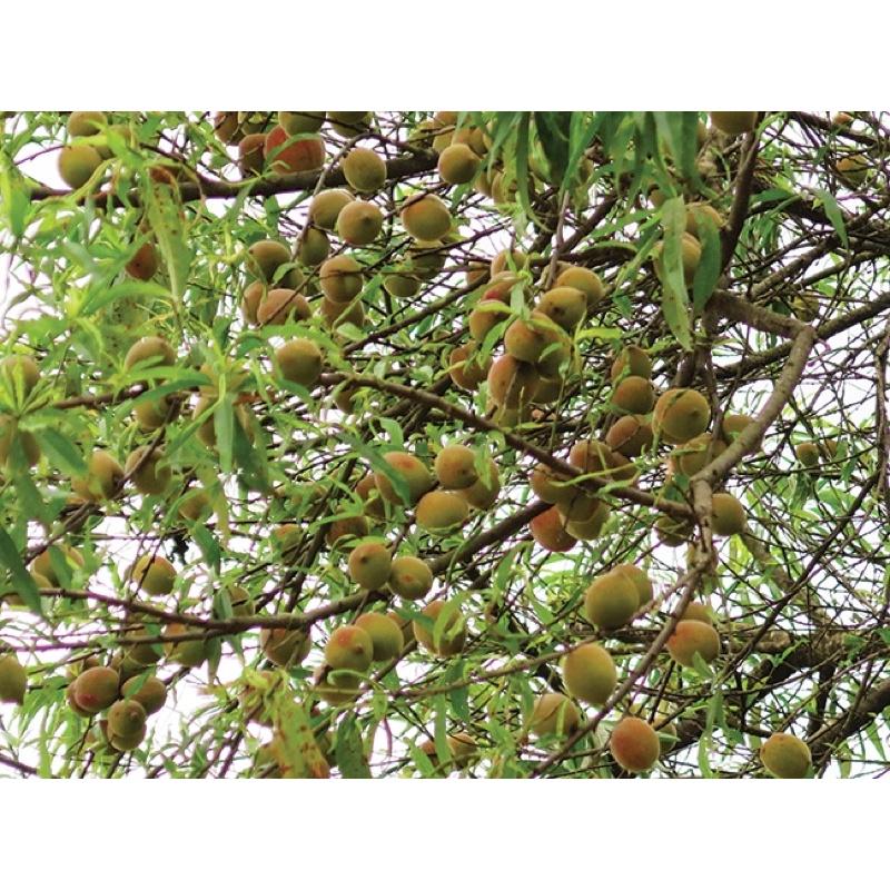 Cây giống đào tiên Nhật Bản, đào ăn quả.