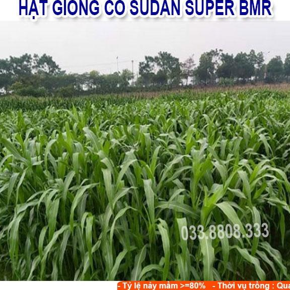 Hạt giống cỏ Sudan Super BMR - Cỏ Ngô - Hạt Cỏ Chăn Nuôi Gia Súc