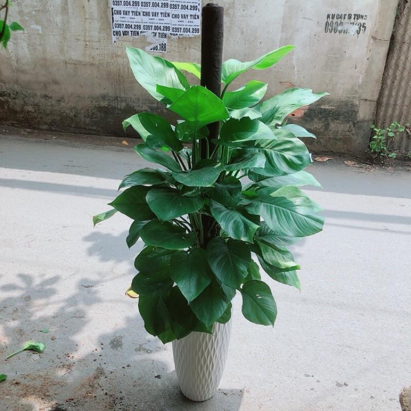 Chậu Cây Trầu Bà Leo