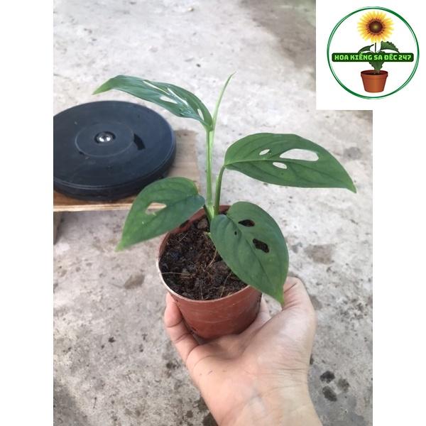 Cây adansoni var adansonii