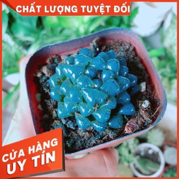 Kim Cương Xanh Dương