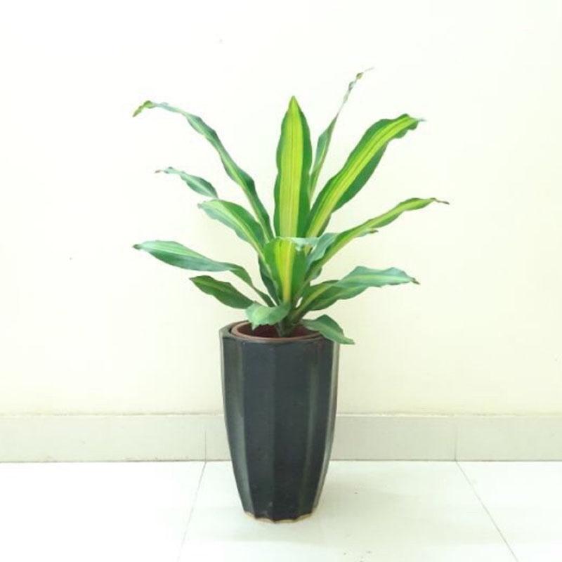 Cây Phát Tài - cây cảnh trong nhà + tặng phân bón cho cây mau lớn