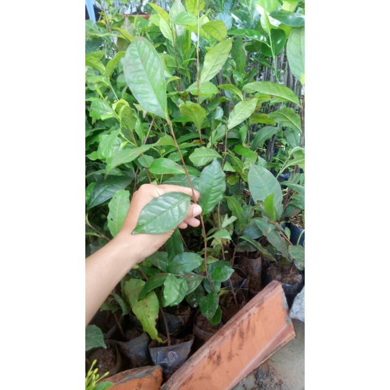 Sản phẩm Cây trà xanh con
