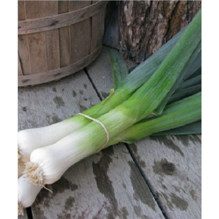Hạt Giống Tỏi Tây - 1gr/gói