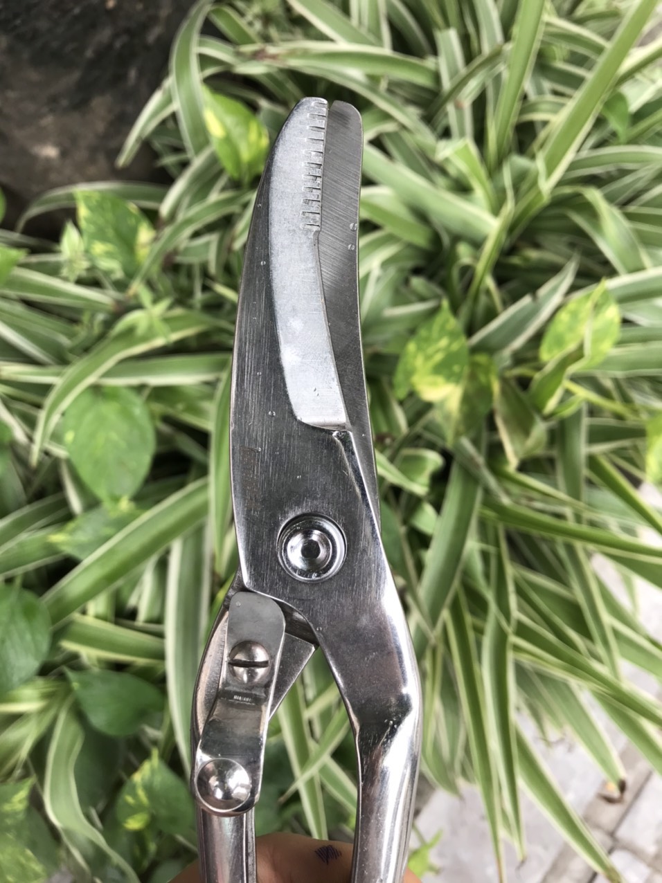 Kéo cộng lực inox cắt xương gà