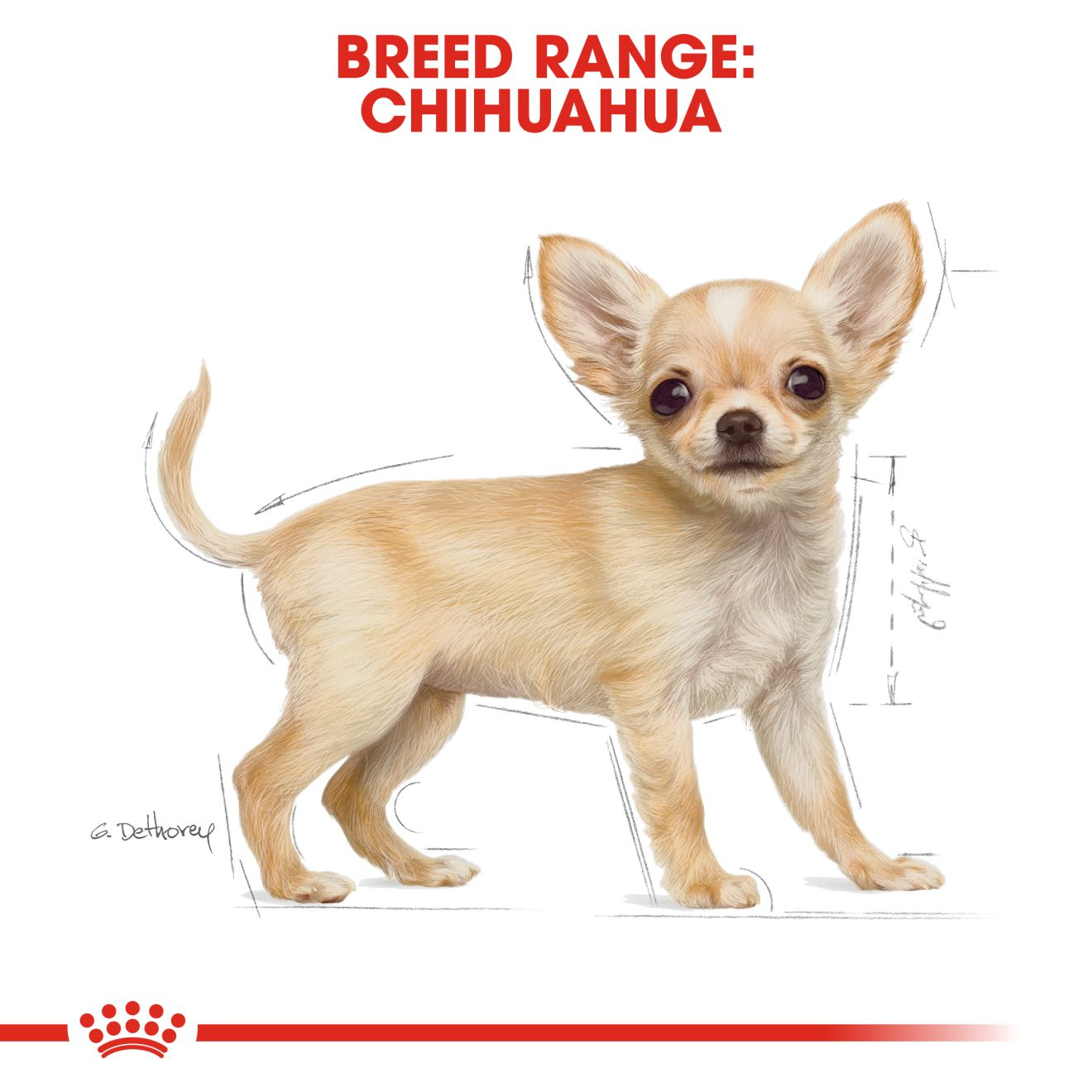 Royal Canin Chihuahua Puppy Hạt Cho Chó Chihuahua Nhỏ