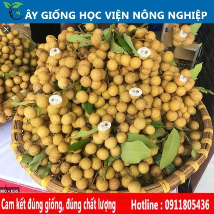 Sản phẩm Cây Ăn Trái nhãn siêu ngọt