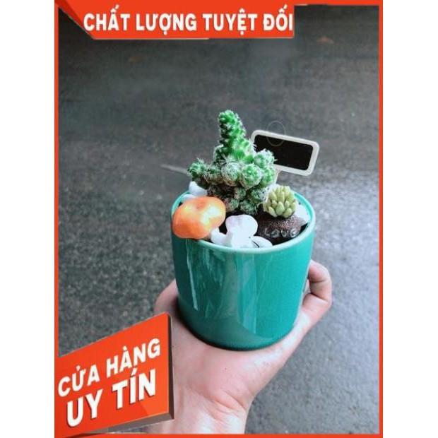 Chậu Xương Rồng Tiểu Cảnh