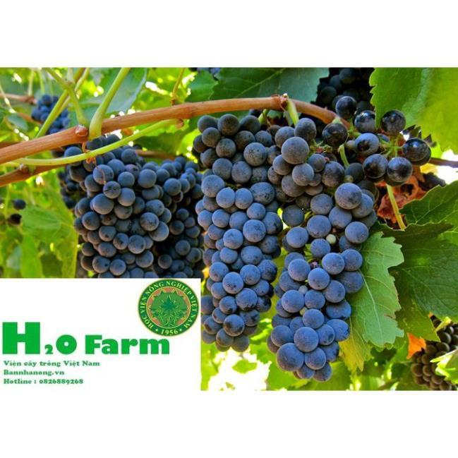 Cây Nho Ninh Thuận Ươm Tại Vườn Quả Xạ Đen - Vườn Ươm Ninh Thuận + Tặng 01 cây dâu da đất