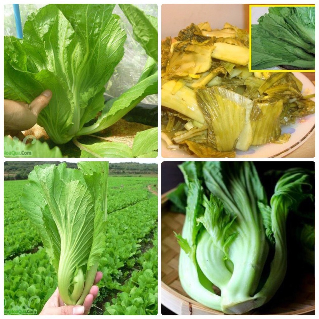 Hạt giống Cải bẹ dưa 673