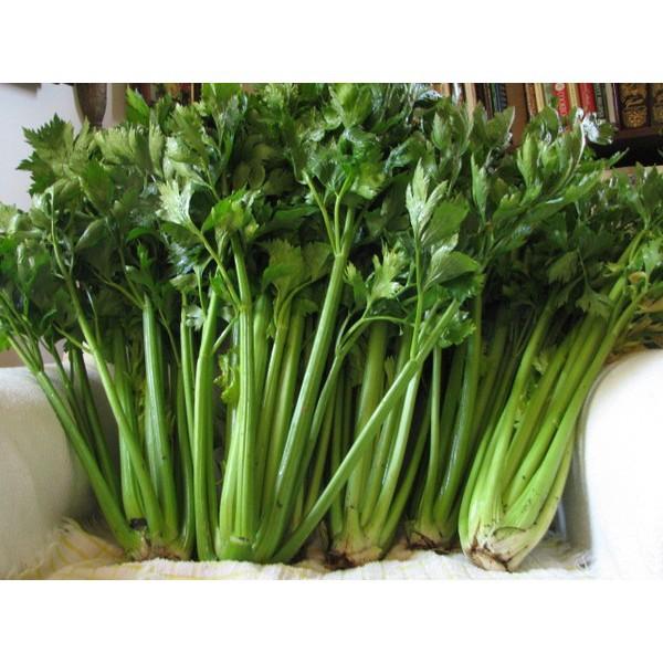 Hạt Giống Cần Tây F1 Siêu Năng Suất,Siêu Dễ Trồng+ 700g phân thỏ hữu cơ