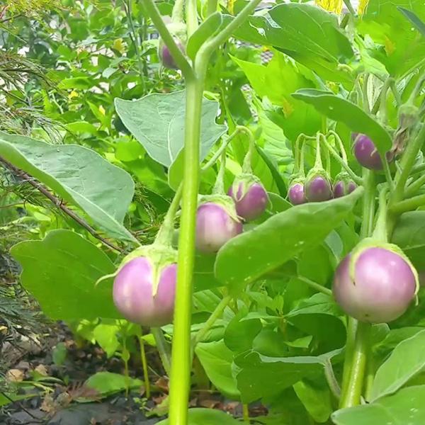 Hạt Giống Cà Pháo Tím Cao Sản -