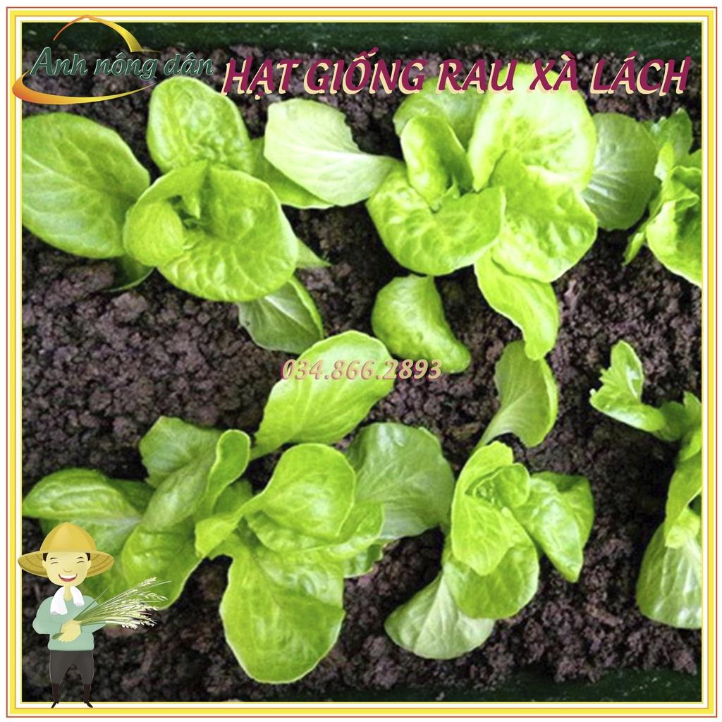 Gói 1g Hạt giống rau xà lách mỡ, xà lách đăm chất lượng tốt, năng suất cao