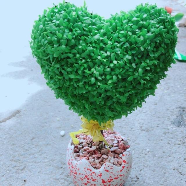 Chậu cây trái tim may mắn