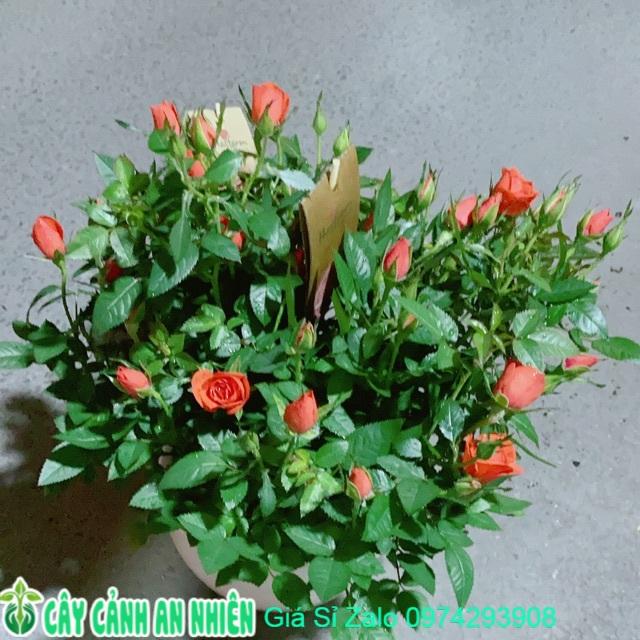 Chậu Hoa Hồng Màu Cam