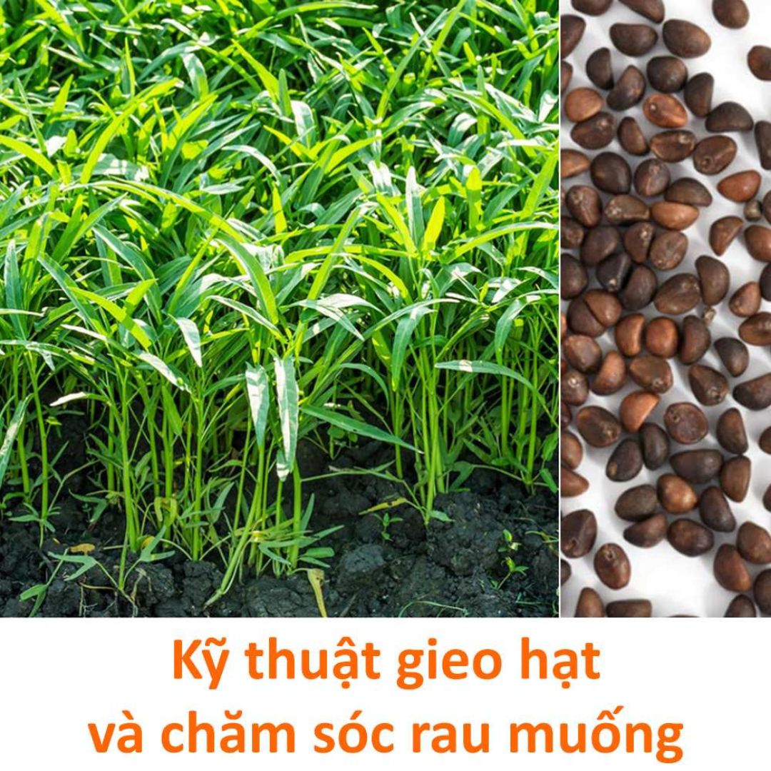 Hạt Giống Rau Muống F1 Thái Lan, nảy mầm cao