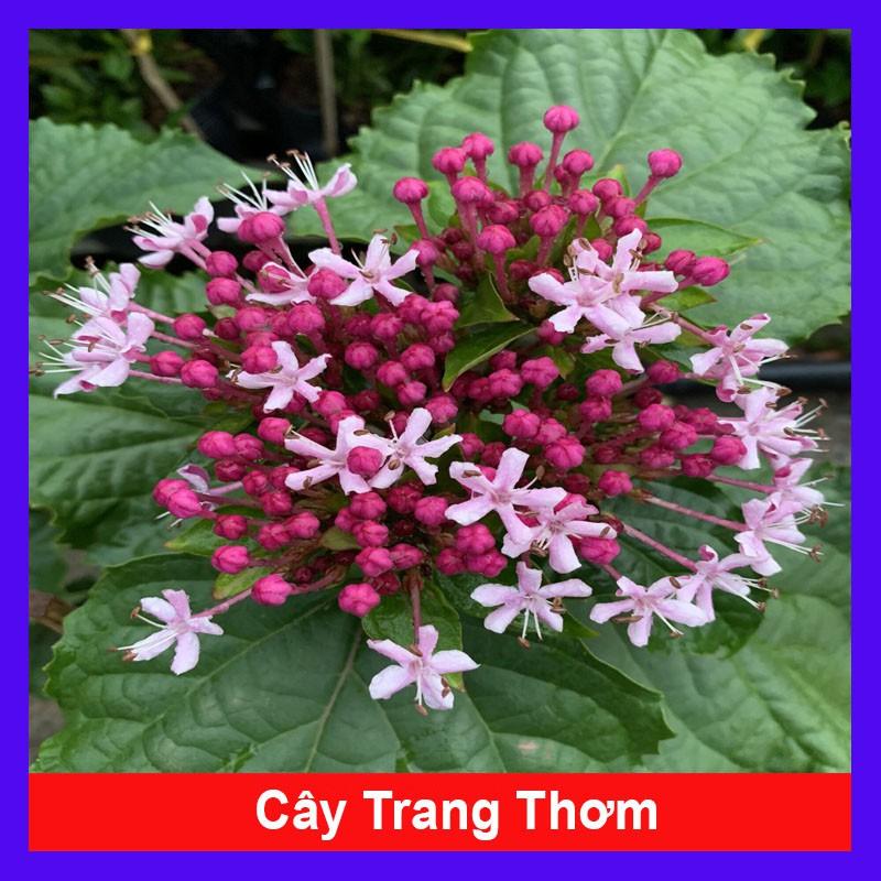 Cây trang thơm - cây cảnh để trong nhà + tặng phân bón cho cây