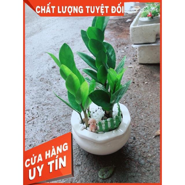 Chậu Kim Tiền Thái