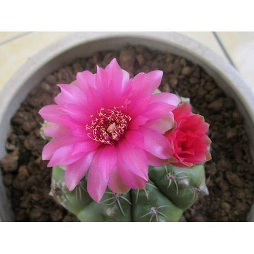 Hạt giống hoa xương rồng thân long nhiều màu KNS3547 - Gói 20 hạt