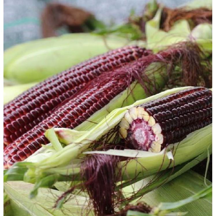 Hạt giống ngô Nữ Hoàng đỏ 5gr/gói