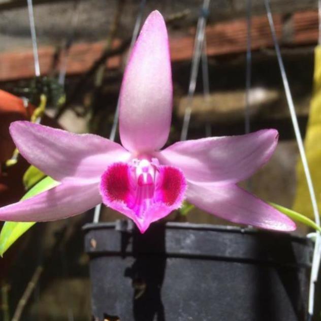 Sản Phẩm Hoa phong lan - nù tam bố cây năm 3 7-10 cm