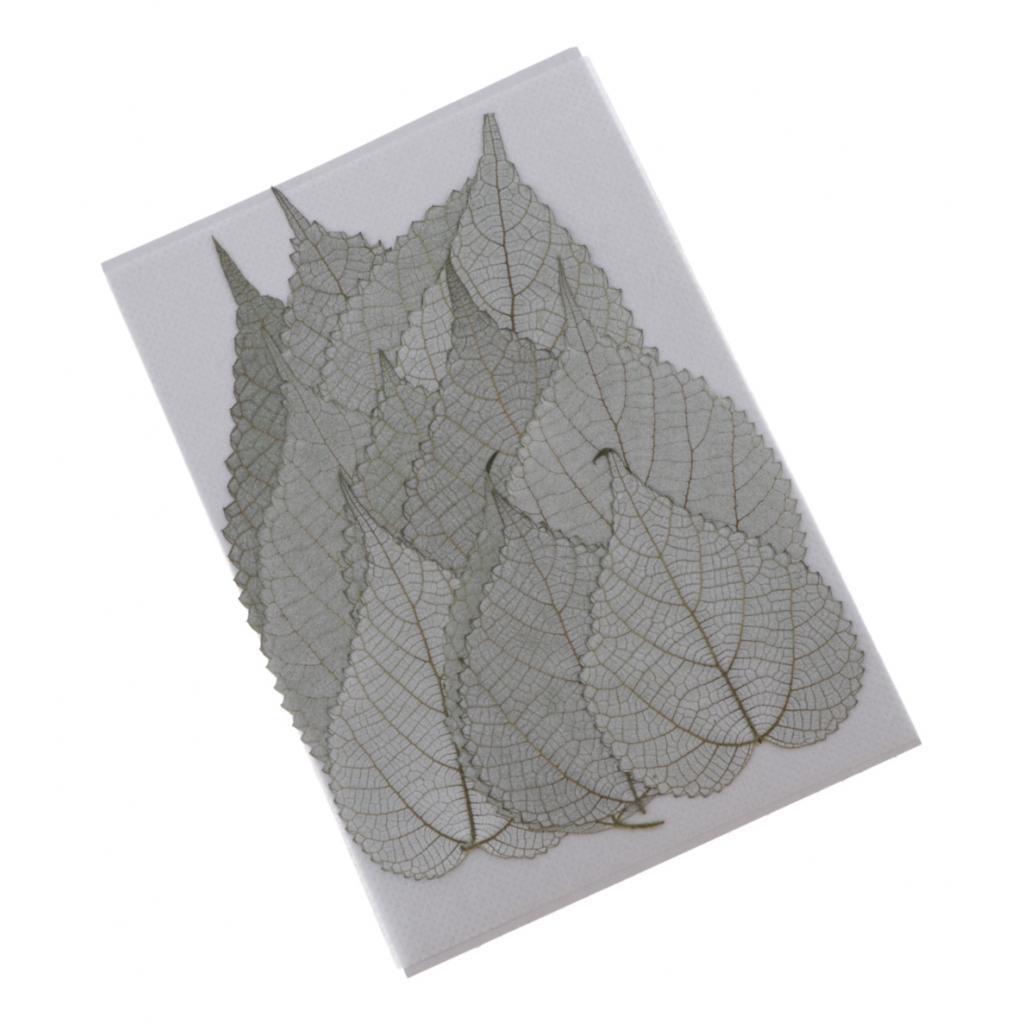 12pcs Natural Pressed Leaf Dried Flowers Natural Color Plant Specimen