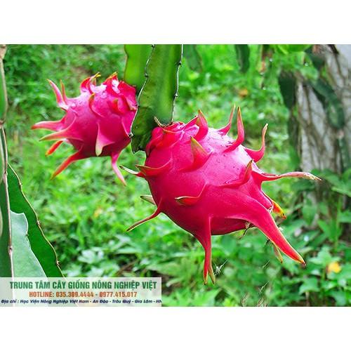 Cây Thanh Long Ruột Đỏ