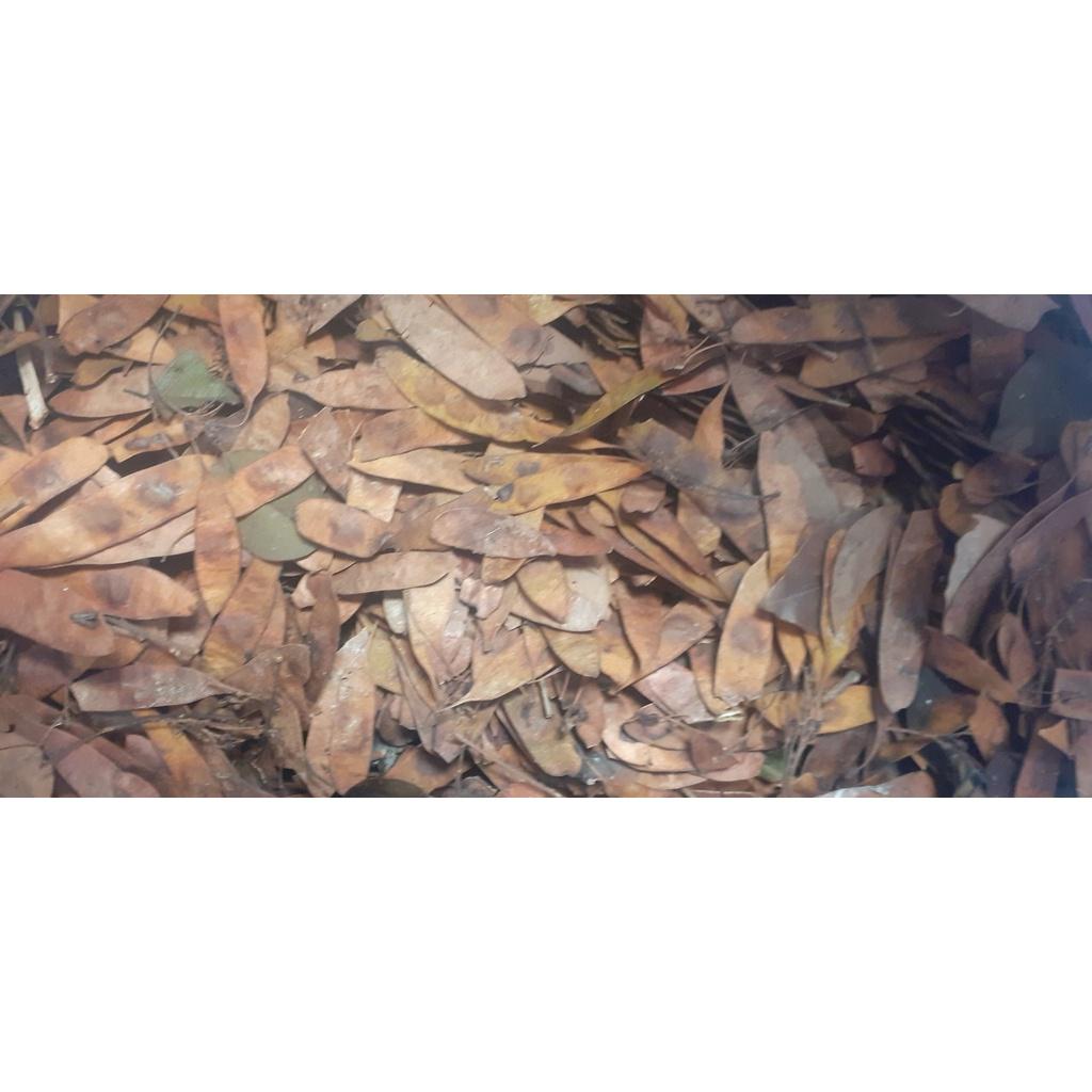 500 gram quả Trắc Đỏ giống