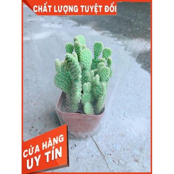 Xương Rồng Tai Thỏ