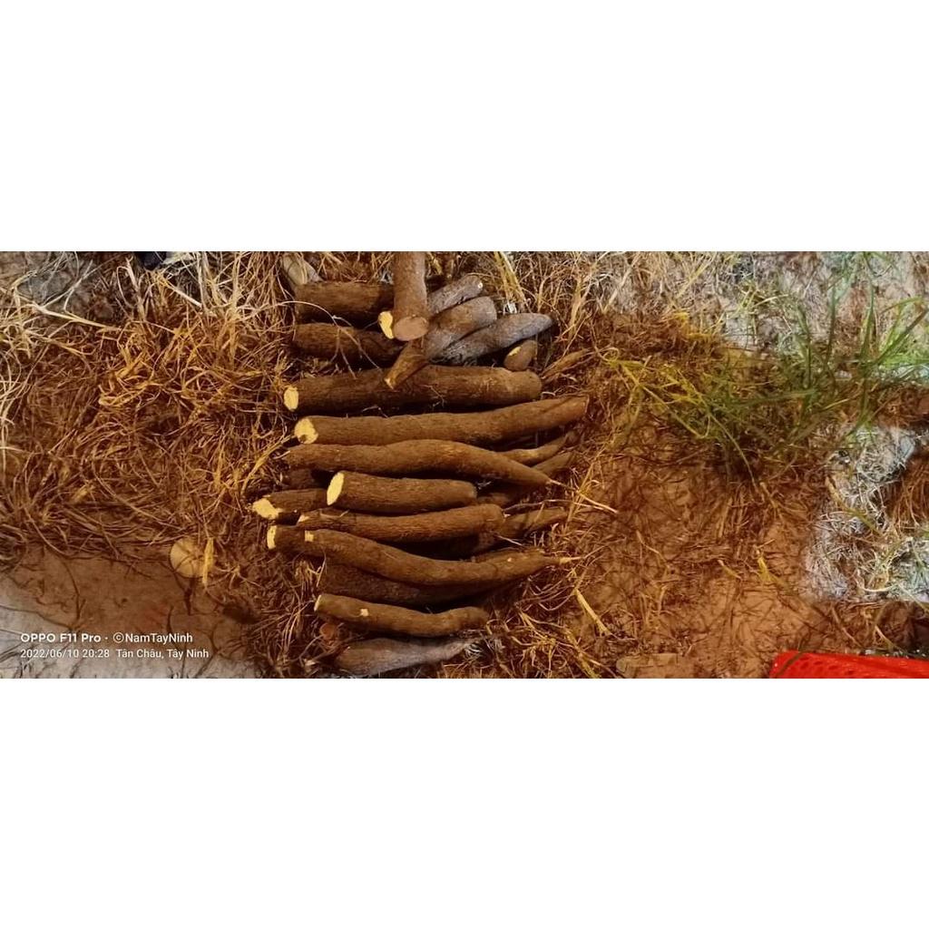 CÂY GIỐNG KHOAI SĂN RUỘT VÀNG