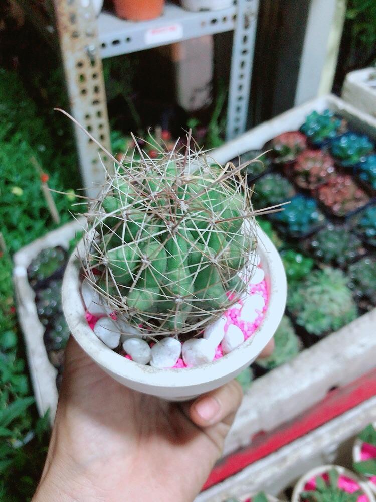 Chậu Xương Rồng Mini