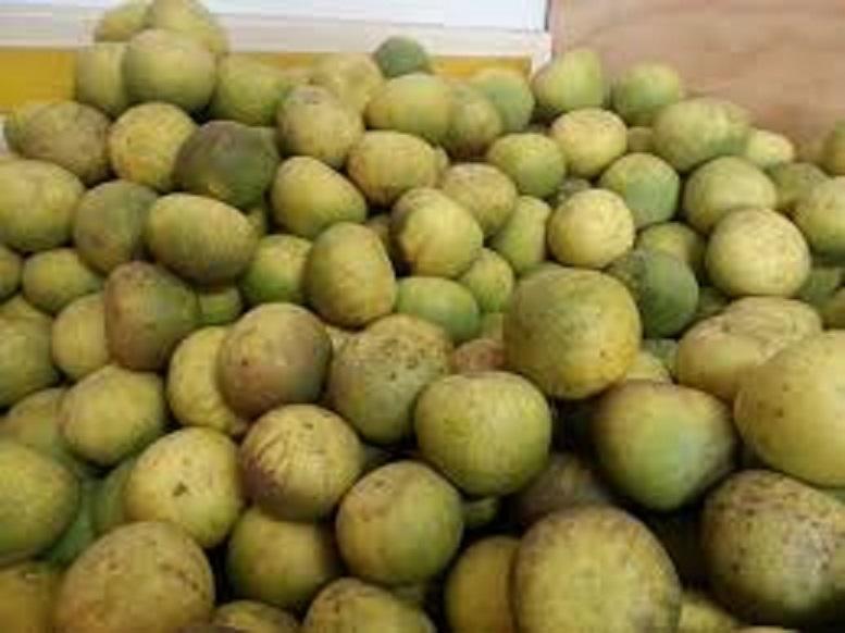 Cây BƯỞI ĐOAN HÙNG ghép, cây giống bầu lớn, đặc sản ĐOAN HÙNG, cam kết chất lượng