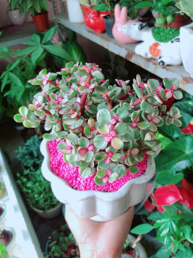 Chậu Cây Cành Vàng Lá Ngọc