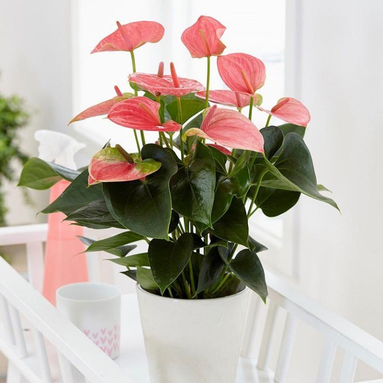 Chậu cây hồng môn MÀU HỒNG CÁNH SEN, cây phong thủy để bàn cho gia chủ vượng khí , nhiều tài lộc