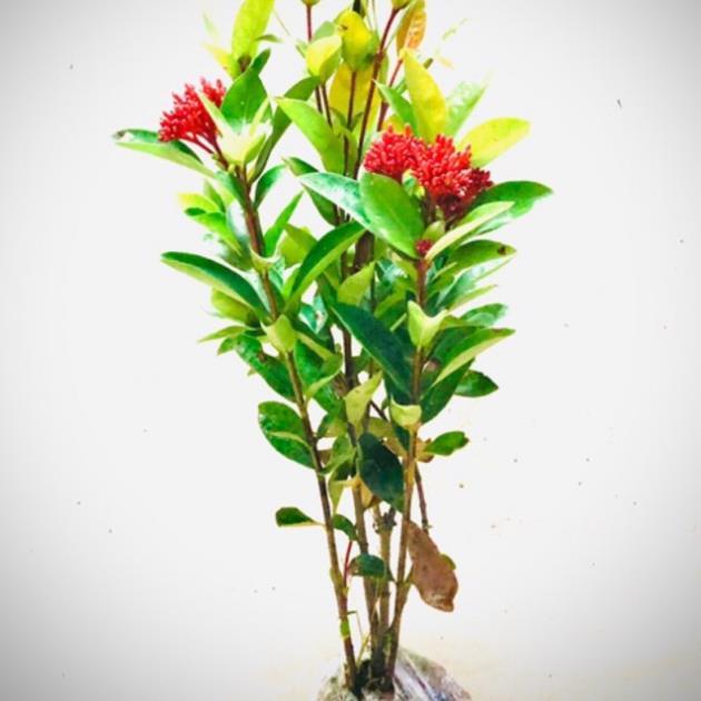 Cây hoa mẫu đơn thái cao 60 cm