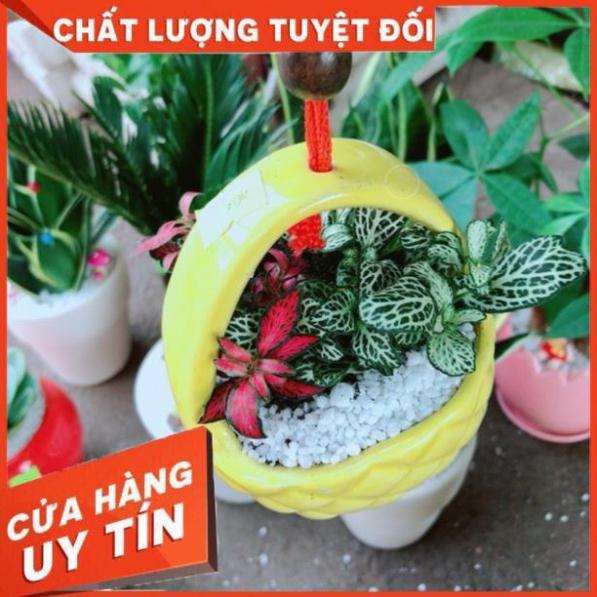 Chậu cây lá cẩm nhung hay lá may mắn
