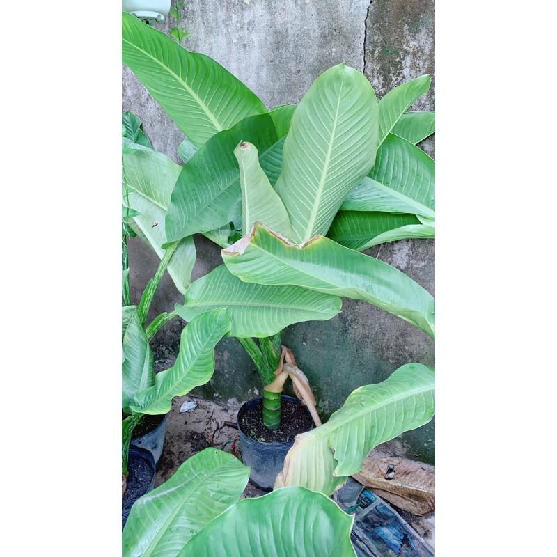 Đại Phú Gia Size Đại