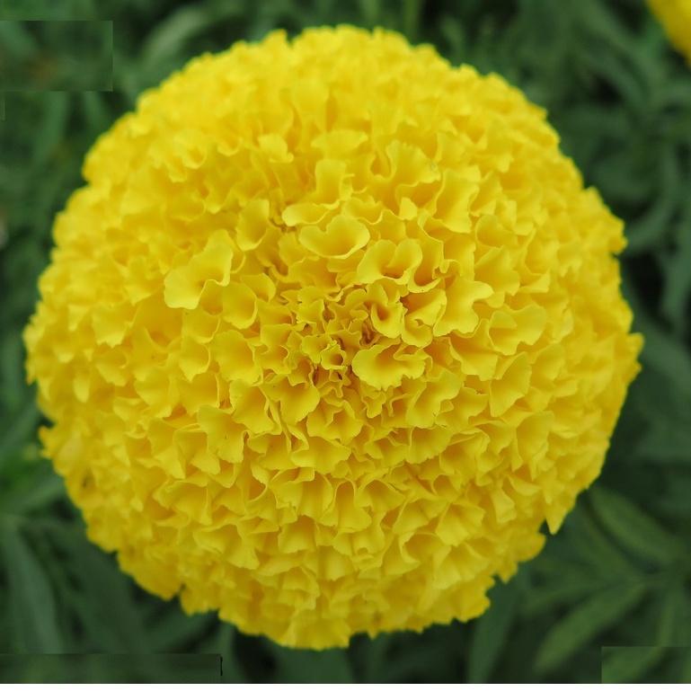 Hạt giống hoa Vạn Thọ vàng chanh Lùn F1 ( 30 hạt - Chiều cao dạng cây Lùn 40cm - 50cm )