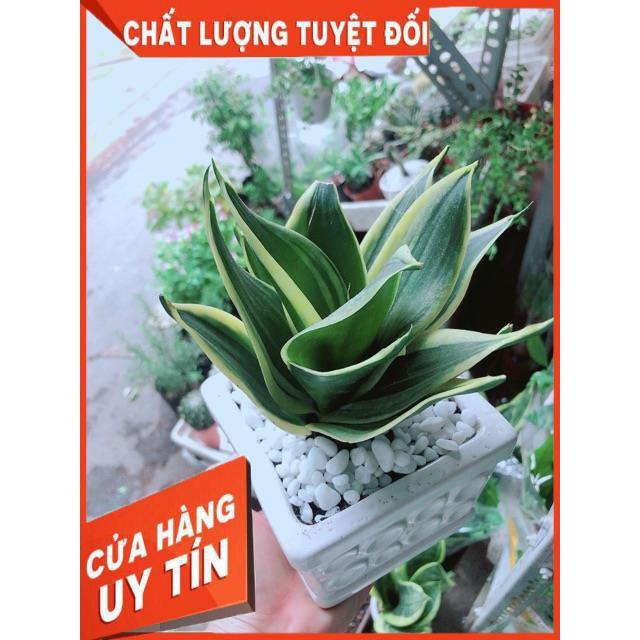 Chậu Lưỡi Hổ Thái Xanh