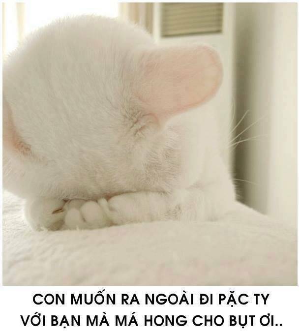 tấm cám phiên bản mèo chapter 1 8